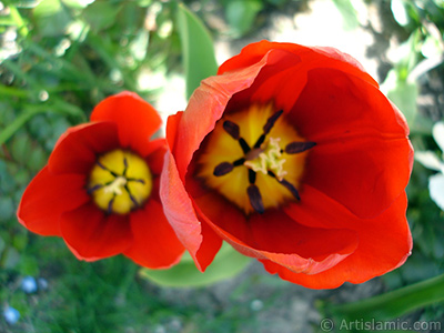 Red Turkish-Ottoman Tulip photo. <i>(Family: Liliaceae, Species: Lilliopsida)</i> <br>Photo Date: April 2005, Location: Turkey/Istanbul, By: Artislamic.com