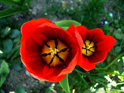 Red Turkish-Ottoman Tulip photo. <i>(Family: Liliaceae, Species: Lilliopsida)</i> <br>Photo Date: April 2005, Location: Turkey/Istanbul, By: Artislamic.com