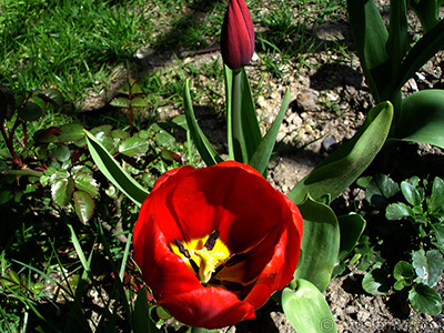 Red Turkish-Ottoman Tulip photo. <i>(Family: Liliaceae, Species: Lilliopsida)</i> <br>Photo Date: April 2005, Location: Turkey/Istanbul, By: Artislamic.com