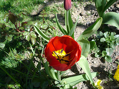 Red Turkish-Ottoman Tulip photo. <i>(Family: Liliaceae, Species: Lilliopsida)</i> <br>Photo Date: April 2005, Location: Turkey/Istanbul, By: Artislamic.com