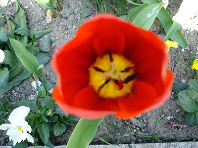 Red Turkish-Ottoman Tulip photo. <i>(Family: Liliaceae, Species: Lilliopsida)</i> <br>Photo Date: April 2005, Location: Turkey/Istanbul, By: Artislamic.com