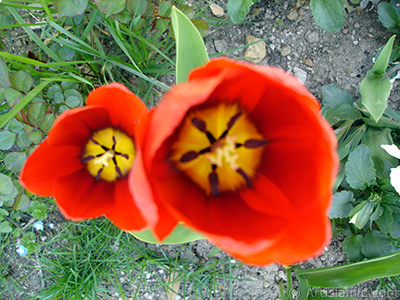 Red Turkish-Ottoman Tulip photo. <i>(Family: Liliaceae, Species: Lilliopsida)</i> <br>Photo Date: April 2005, Location: Turkey/Istanbul, By: Artislamic.com