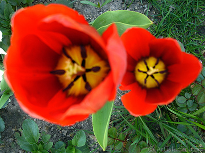 Red Turkish-Ottoman Tulip photo. <i>(Family: Liliaceae, Species: Lilliopsida)</i> <br>Photo Date: April 2005, Location: Turkey/Istanbul, By: Artislamic.com