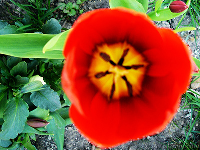 Red Turkish-Ottoman Tulip photo. <i>(Family: Liliaceae, Species: Lilliopsida)</i> <br>Photo Date: April 2005, Location: Turkey/Istanbul, By: Artislamic.com