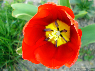 Red Turkish-Ottoman Tulip photo. <i>(Family: Liliaceae, Species: Lilliopsida)</i> <br>Photo Date: April 2005, Location: Turkey/Istanbul, By: Artislamic.com