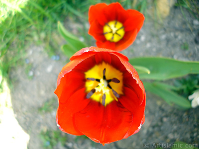 Red Turkish-Ottoman Tulip photo. <i>(Family: Liliaceae, Species: Lilliopsida)</i> <br>Photo Date: April 2005, Location: Turkey/Istanbul, By: Artislamic.com