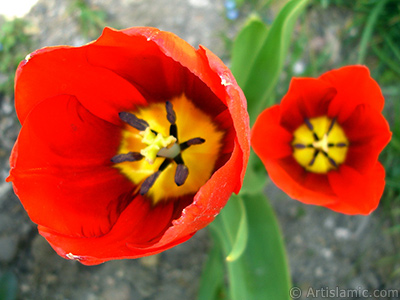 Red Turkish-Ottoman Tulip photo. <i>(Family: Liliaceae, Species: Lilliopsida)</i> <br>Photo Date: April 2005, Location: Turkey/Istanbul, By: Artislamic.com