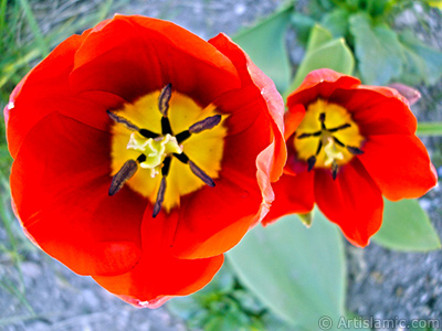 Red Turkish-Ottoman Tulip photo. <i>(Family: Liliaceae, Species: Lilliopsida)</i> <br>Photo Date: April 2005, Location: Turkey/Istanbul, By: Artislamic.com