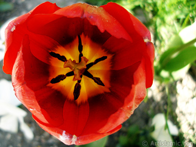 Red Turkish-Ottoman Tulip photo. <i>(Family: Liliaceae, Species: Lilliopsida)</i> <br>Photo Date: April 2005, Location: Turkey/Istanbul, By: Artislamic.com