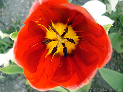 Red Turkish-Ottoman Tulip photo. <i>(Family: Liliaceae, Species: Lilliopsida)</i> <br>Photo Date: April 2005, Location: Turkey/Istanbul, By: Artislamic.com