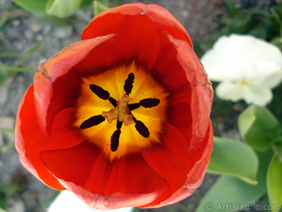 Red Turkish-Ottoman Tulip photo. <i>(Family: Liliaceae, Species: Lilliopsida)</i> <br>Photo Date: April 2005, Location: Turkey/Istanbul, By: Artislamic.com