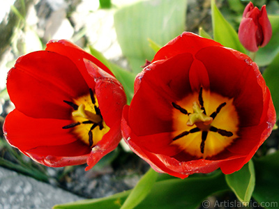 Red Turkish-Ottoman Tulip photo. <i>(Family: Liliaceae, Species: Lilliopsida)</i> <br>Photo Date: April 2005, Location: Turkey/Istanbul, By: Artislamic.com