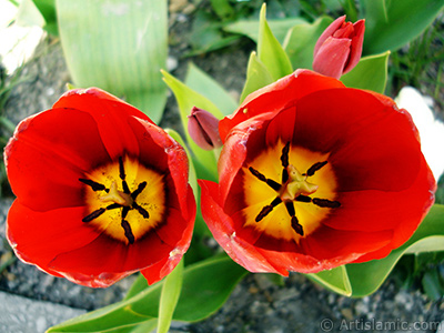 Red Turkish-Ottoman Tulip photo. <i>(Family: Liliaceae, Species: Lilliopsida)</i> <br>Photo Date: April 2005, Location: Turkey/Istanbul, By: Artislamic.com