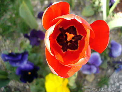 Red Turkish-Ottoman Tulip photo. <i>(Family: Liliaceae, Species: Lilliopsida)</i> <br>Photo Date: April 2005, Location: Turkey/Istanbul, By: Artislamic.com