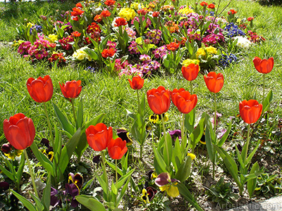 Red Turkish-Ottoman Tulip photo. <i>(Family: Liliaceae, Species: Lilliopsida)</i> <br>Photo Date: April 2005, Location: Turkey/Istanbul, By: Artislamic.com