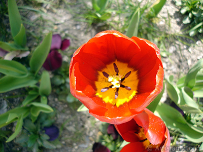 Red Turkish-Ottoman Tulip photo. <i>(Family: Liliaceae, Species: Lilliopsida)</i> <br>Photo Date: April 2005, Location: Turkey/Istanbul, By: Artislamic.com