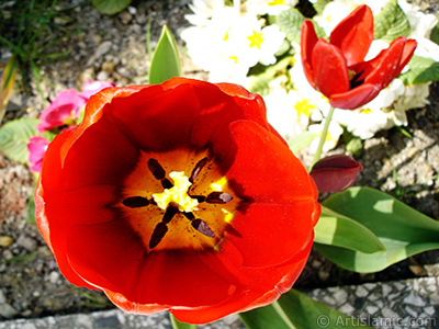 Red Turkish-Ottoman Tulip photo. <i>(Family: Liliaceae, Species: Lilliopsida)</i> <br>Photo Date: April 2005, Location: Turkey/Istanbul, By: Artislamic.com