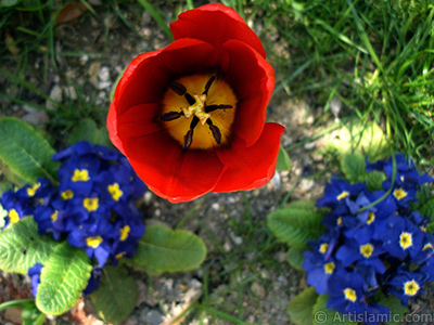 Red Turkish-Ottoman Tulip photo. <i>(Family: Liliaceae, Species: Lilliopsida)</i> <br>Photo Date: April 2005, Location: Turkey/Istanbul, By: Artislamic.com