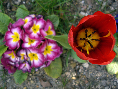 Red Turkish-Ottoman Tulip photo. <i>(Family: Liliaceae, Species: Lilliopsida)</i> <br>Photo Date: April 2005, Location: Turkey/Istanbul, By: Artislamic.com