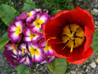 Red Turkish-Ottoman Tulip photo. <i>(Family: Liliaceae, Species: Lilliopsida)</i> <br>Photo Date: April 2005, Location: Turkey/Istanbul, By: Artislamic.com