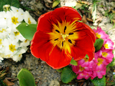 Red Turkish-Ottoman Tulip photo. <i>(Family: Liliaceae, Species: Lilliopsida)</i> <br>Photo Date: April 2005, Location: Turkey/Istanbul, By: Artislamic.com