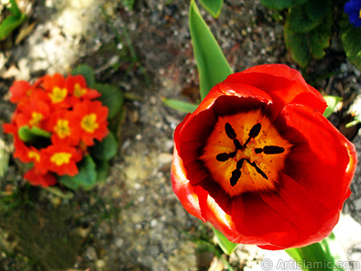 Red Turkish-Ottoman Tulip photo. <i>(Family: Liliaceae, Species: Lilliopsida)</i> <br>Photo Date: April 2005, Location: Turkey/Istanbul, By: Artislamic.com