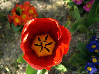 Red Turkish-Ottoman Tulip photo. <i>(Family: Liliaceae, Species: Lilliopsida)</i> <br>Photo Date: April 2005, Location: Turkey/Istanbul, By: Artislamic.com