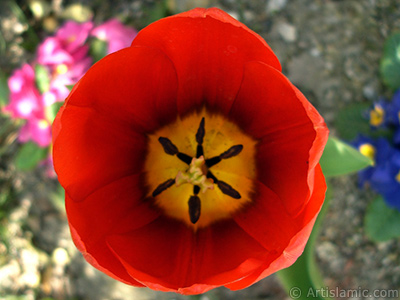 Red Turkish-Ottoman Tulip photo. <i>(Family: Liliaceae, Species: Lilliopsida)</i> <br>Photo Date: April 2005, Location: Turkey/Istanbul, By: Artislamic.com