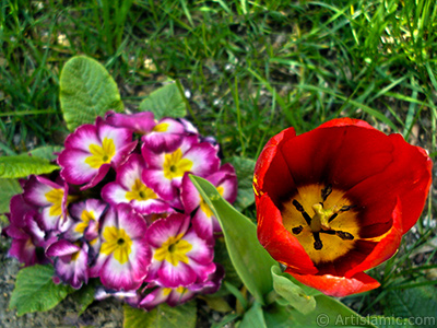 Red Turkish-Ottoman Tulip photo. <i>(Family: Liliaceae, Species: Lilliopsida)</i> <br>Photo Date: April 2005, Location: Turkey/Istanbul, By: Artislamic.com