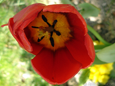 Red Turkish-Ottoman Tulip photo. <i>(Family: Liliaceae, Species: Lilliopsida)</i> <br>Photo Date: April 2005, Location: Turkey/Istanbul, By: Artislamic.com