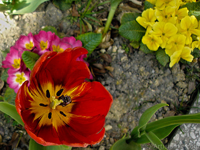 Red Turkish-Ottoman Tulip photo. <i>(Family: Liliaceae, Species: Lilliopsida)</i> <br>Photo Date: April 2005, Location: Turkey/Istanbul, By: Artislamic.com