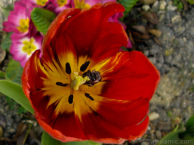 Red Turkish-Ottoman Tulip photo. <i>(Family: Liliaceae, Species: Lilliopsida)</i> <br>Photo Date: April 2005, Location: Turkey/Istanbul, By: Artislamic.com