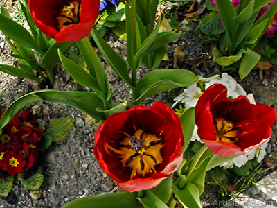 Red Turkish-Ottoman Tulip photo. <i>(Family: Liliaceae, Species: Lilliopsida)</i> <br>Photo Date: April 2005, Location: Turkey/Istanbul, By: Artislamic.com