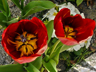 Red Turkish-Ottoman Tulip photo. <i>(Family: Liliaceae, Species: Lilliopsida)</i> <br>Photo Date: April 2005, Location: Turkey/Istanbul, By: Artislamic.com