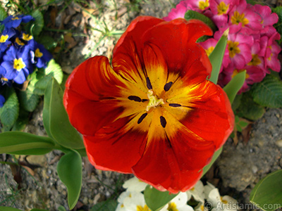 Red Turkish-Ottoman Tulip photo. <i>(Family: Liliaceae, Species: Lilliopsida)</i> <br>Photo Date: April 2005, Location: Turkey/Istanbul, By: Artislamic.com