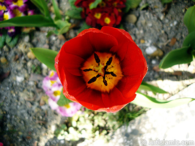 Red Turkish-Ottoman Tulip photo. <i>(Family: Liliaceae, Species: Lilliopsida)</i> <br>Photo Date: April 2005, Location: Turkey/Istanbul, By: Artislamic.com