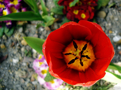 Red Turkish-Ottoman Tulip photo. <i>(Family: Liliaceae, Species: Lilliopsida)</i> <br>Photo Date: April 2005, Location: Turkey/Istanbul, By: Artislamic.com