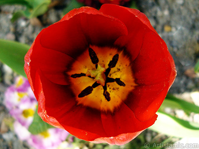 Red Turkish-Ottoman Tulip photo. <i>(Family: Liliaceae, Species: Lilliopsida)</i> <br>Photo Date: April 2005, Location: Turkey/Istanbul, By: Artislamic.com