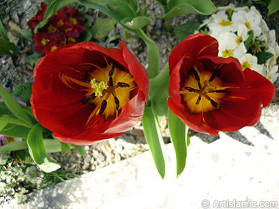 Red Turkish-Ottoman Tulip photo. <i>(Family: Liliaceae, Species: Lilliopsida)</i> <br>Photo Date: April 2005, Location: Turkey/Istanbul, By: Artislamic.com