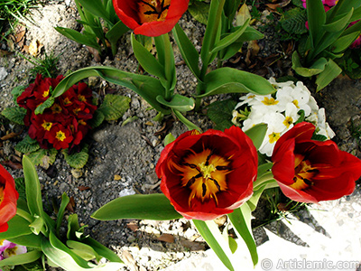 Red Turkish-Ottoman Tulip photo. <i>(Family: Liliaceae, Species: Lilliopsida)</i> <br>Photo Date: April 2005, Location: Turkey/Istanbul, By: Artislamic.com