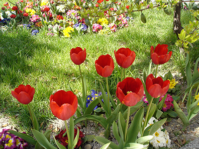 Red Turkish-Ottoman Tulip photo. <i>(Family: Liliaceae, Species: Lilliopsida)</i> <br>Photo Date: April 2005, Location: Turkey/Istanbul, By: Artislamic.com