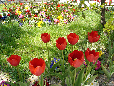 Red Turkish-Ottoman Tulip photo. <i>(Family: Liliaceae, Species: Lilliopsida)</i> <br>Photo Date: April 2005, Location: Turkey/Istanbul, By: Artislamic.com