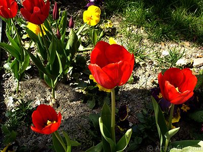 Red Turkish-Ottoman Tulip photo. <i>(Family: Liliaceae, Species: Lilliopsida)</i> <br>Photo Date: April 2005, Location: Turkey/Istanbul, By: Artislamic.com