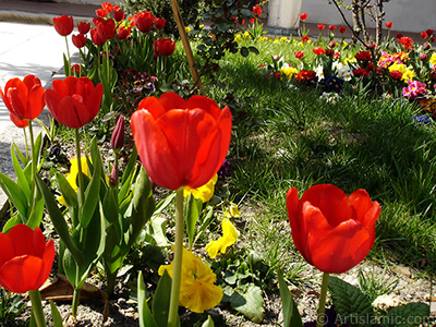 Red Turkish-Ottoman Tulip photo. <i>(Family: Liliaceae, Species: Lilliopsida)</i> <br>Photo Date: April 2005, Location: Turkey/Istanbul, By: Artislamic.com