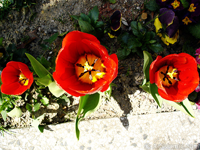 Red Turkish-Ottoman Tulip photo. <i>(Family: Liliaceae, Species: Lilliopsida)</i> <br>Photo Date: April 2005, Location: Turkey/Istanbul, By: Artislamic.com