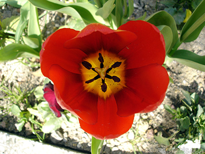 Red Turkish-Ottoman Tulip photo. <i>(Family: Liliaceae, Species: Lilliopsida)</i> <br>Photo Date: April 2005, Location: Turkey/Istanbul, By: Artislamic.com