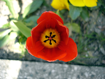 Red Turkish-Ottoman Tulip photo. <i>(Family: Liliaceae, Species: Lilliopsida)</i> <br>Photo Date: April 2005, Location: Turkey/Istanbul, By: Artislamic.com