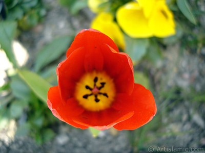 Red Turkish-Ottoman Tulip photo. <i>(Family: Liliaceae, Species: Lilliopsida)</i> <br>Photo Date: April 2005, Location: Turkey/Istanbul, By: Artislamic.com