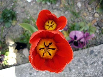 Red Turkish-Ottoman Tulip photo. <i>(Family: Liliaceae, Species: Lilliopsida)</i> <br>Photo Date: April 2005, Location: Turkey/Istanbul, By: Artislamic.com