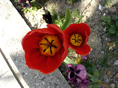 Red Turkish-Ottoman Tulip photo. <i>(Family: Liliaceae, Species: Lilliopsida)</i> <br>Photo Date: April 2005, Location: Turkey/Istanbul, By: Artislamic.com